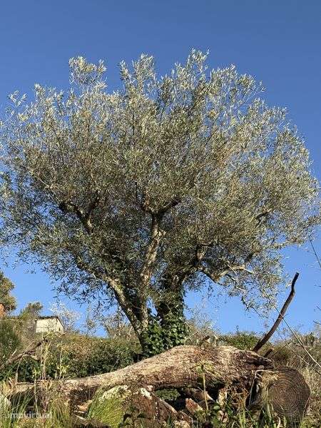 Terreno Murça 5100m - Grande imagem: 5/12