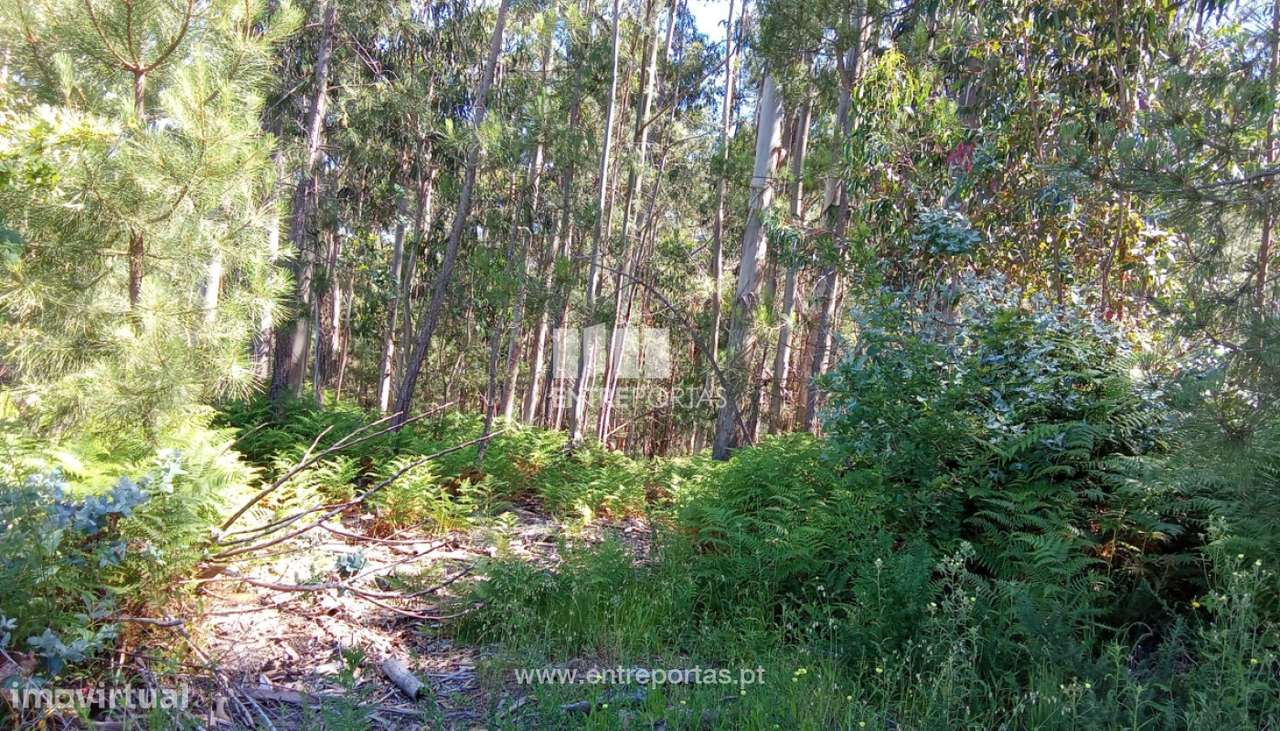 Terreno para venda, Gondarém, Vila Nova de Cerveira - Grande imagem: 4/15