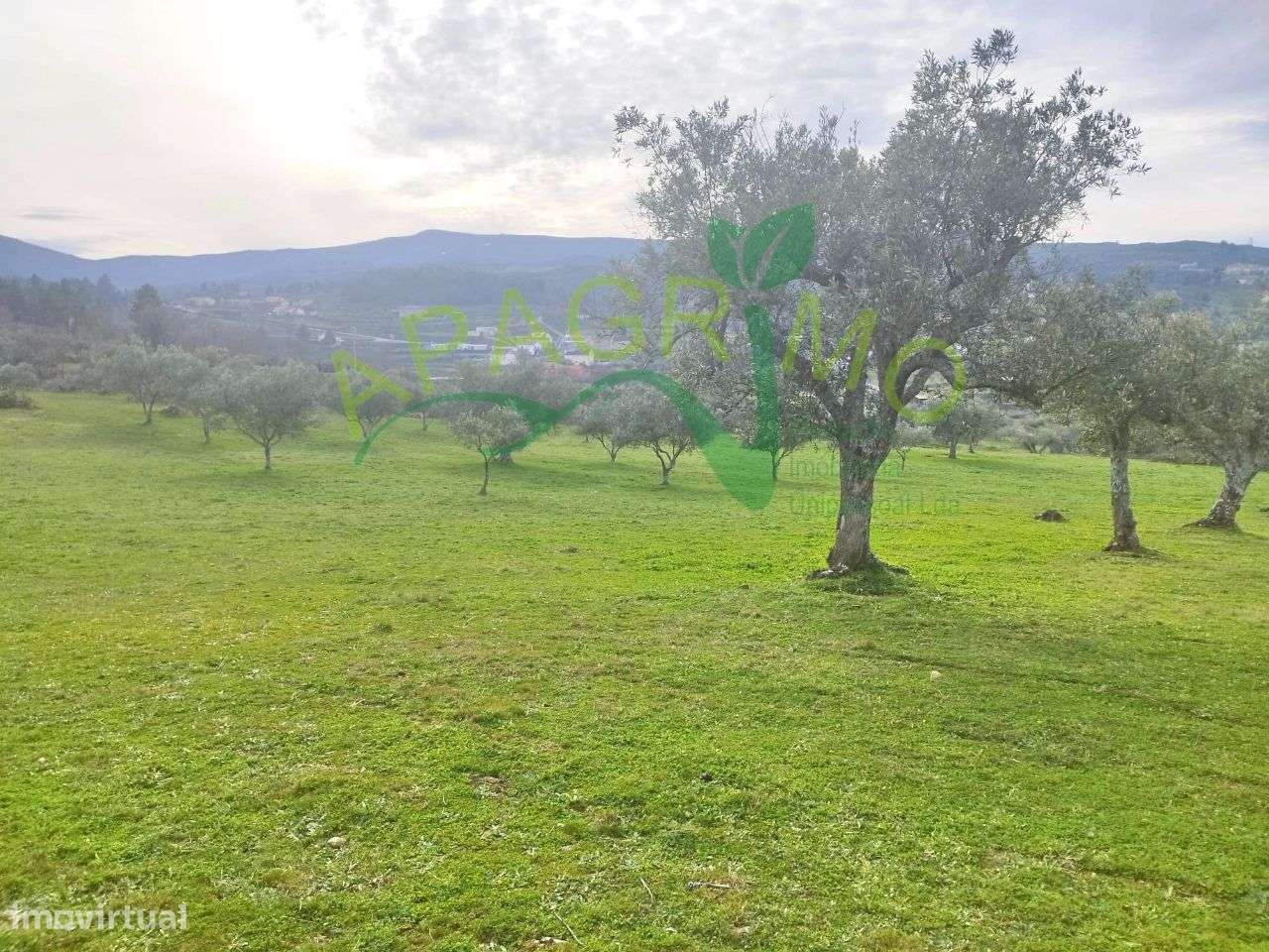 Terreno rústico com olival e vinha em Riodades - Grande imagem: 4/13