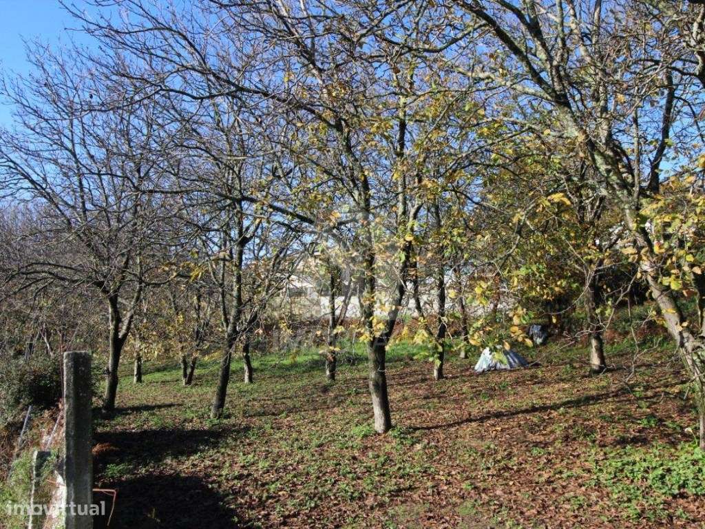 Venda de Terreno para Lotear, em Gualtar, Braga-7