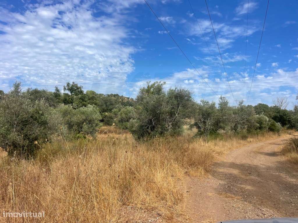HERDADE COM 100 HECTARES E BASTANTE ARBORIZAÇÃO-15