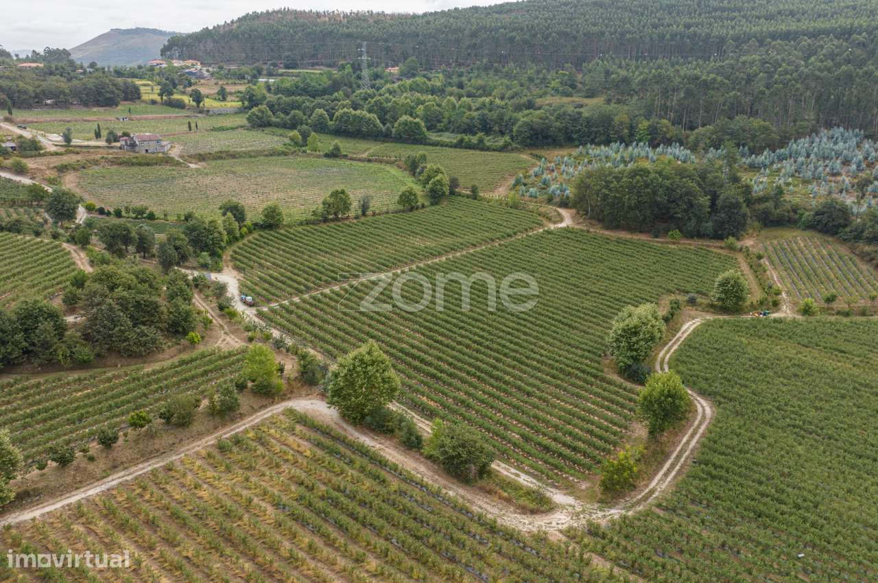 Quinta de Gonça - Grande imagem: 5/24