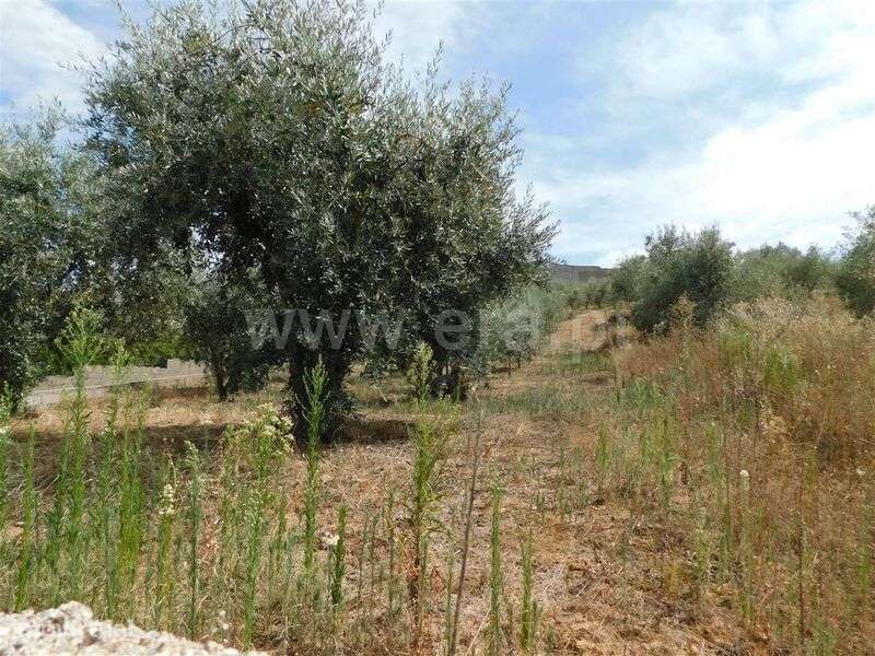 Terreno / Fundão, Salgueiro - Grande imagem: 2/3