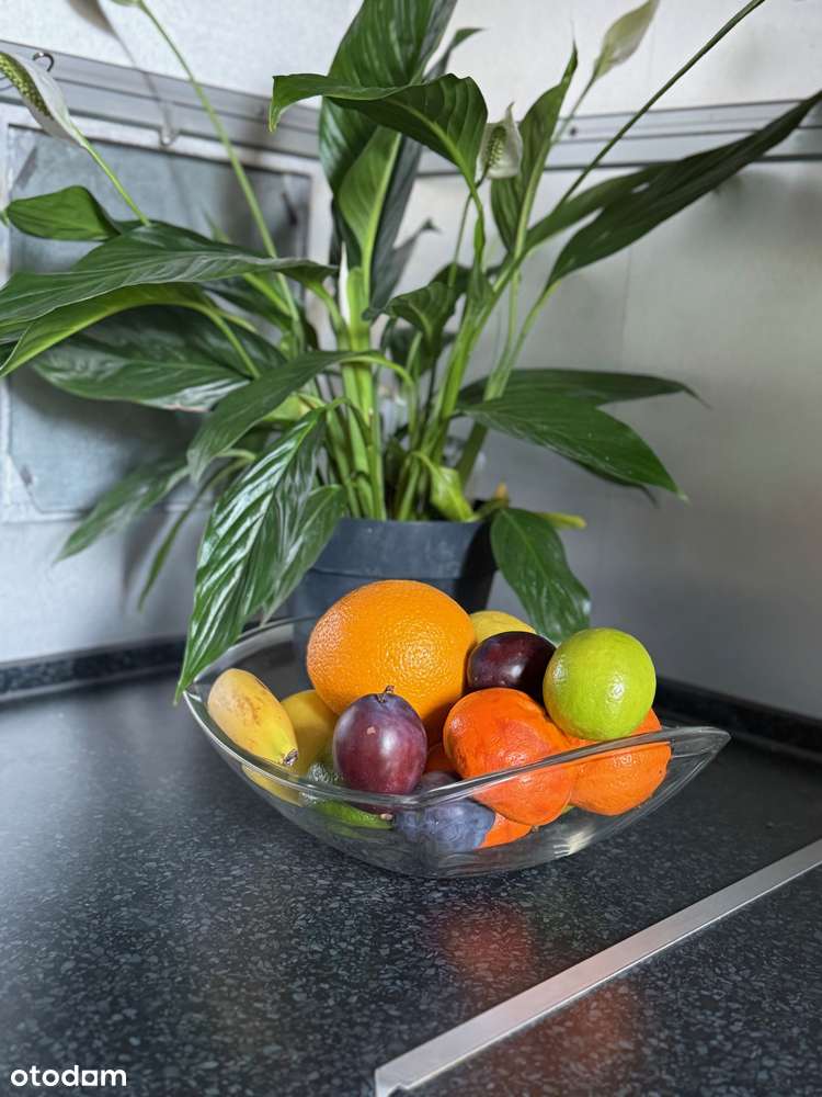 Nowość, Szamarzewskiego 2 pokoje-7