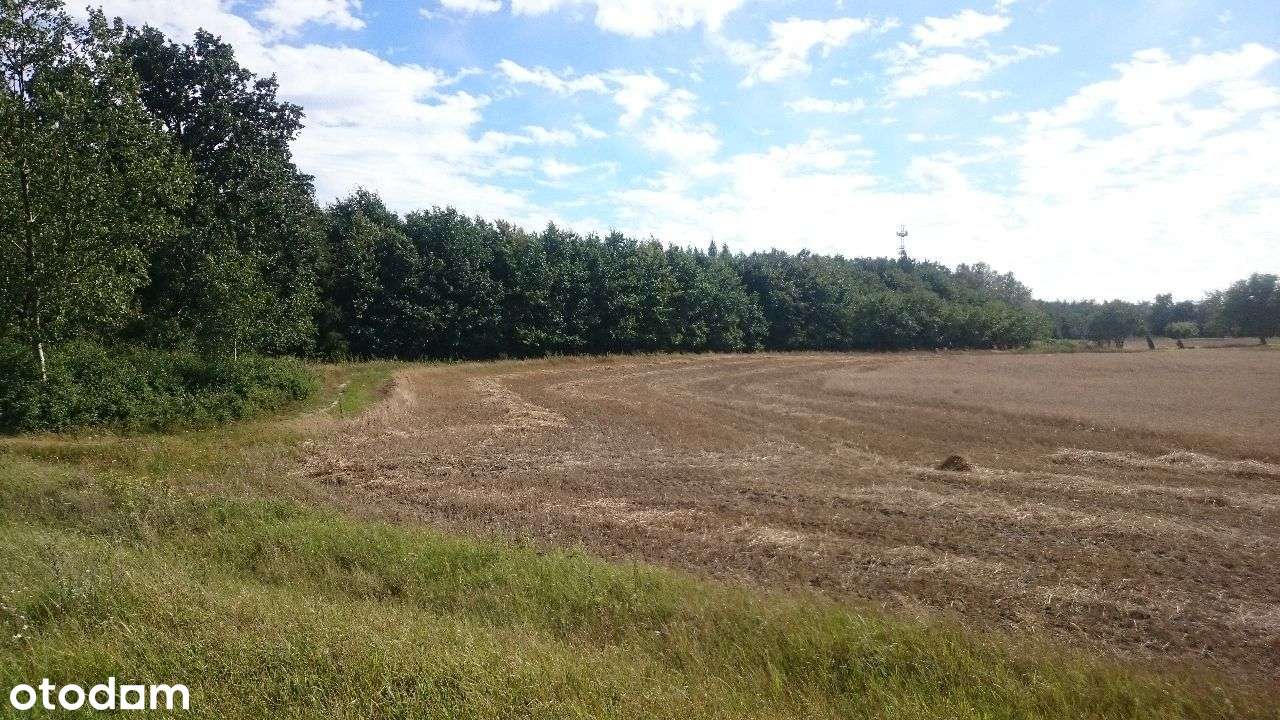 Ładne działki, las, jezioro-Nienawiszcz-PROMOCJA!!-8