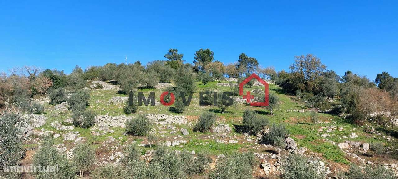 Terreno Agrícola com boa exposição solar - Grande imagem: 2/6