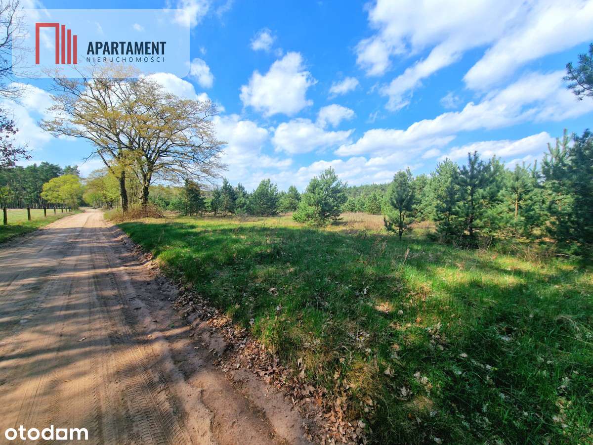 Działka w Szkocji! Głusza! Las! Rzeka! - Pełny obrazek: 5/20