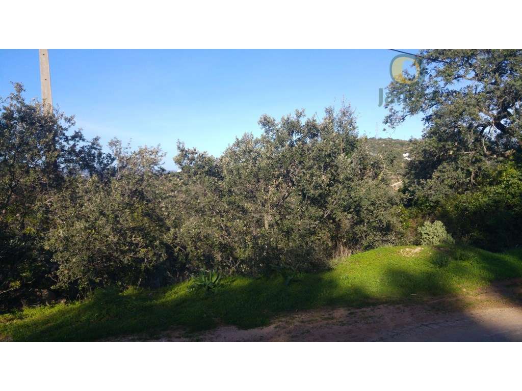 Terreno Rústico com 10.800 m2, com bons acessos - Grande imagem: 4/4