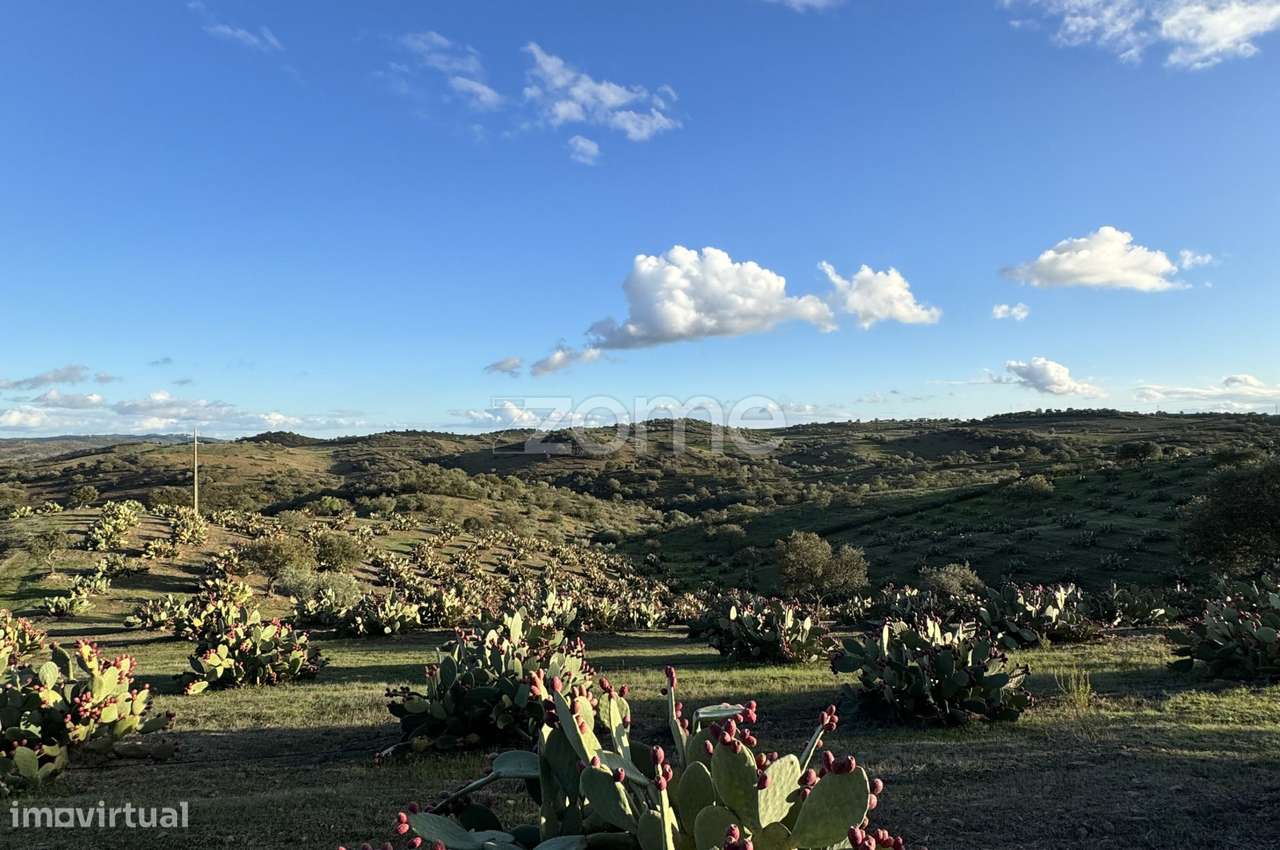 Herdade Vale do Guadiana 25HA-10