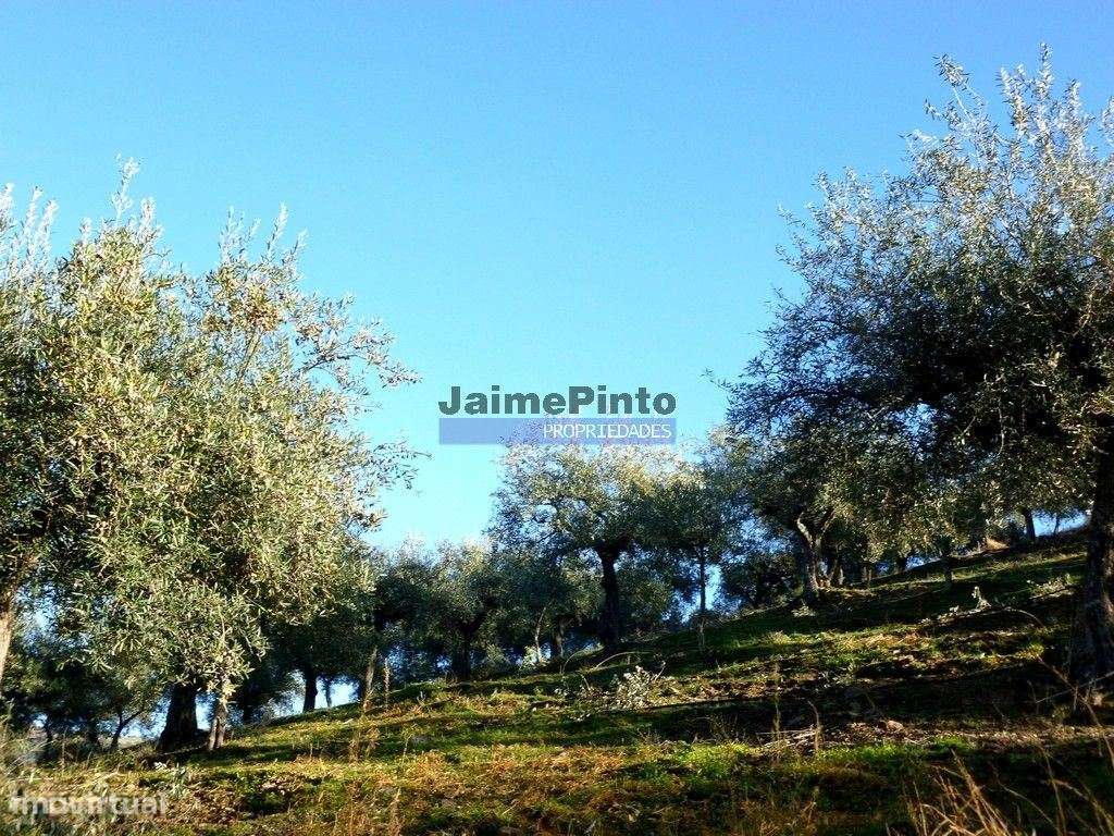 Olival de 100ha. Portugal, Barca DAlva. - Grande imagem: 5/9
