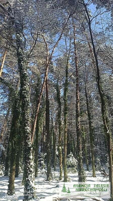 ZALESIE GÓRNE -  DZIAŁKA  Z  DORODNYM  STARODRZEWE-9