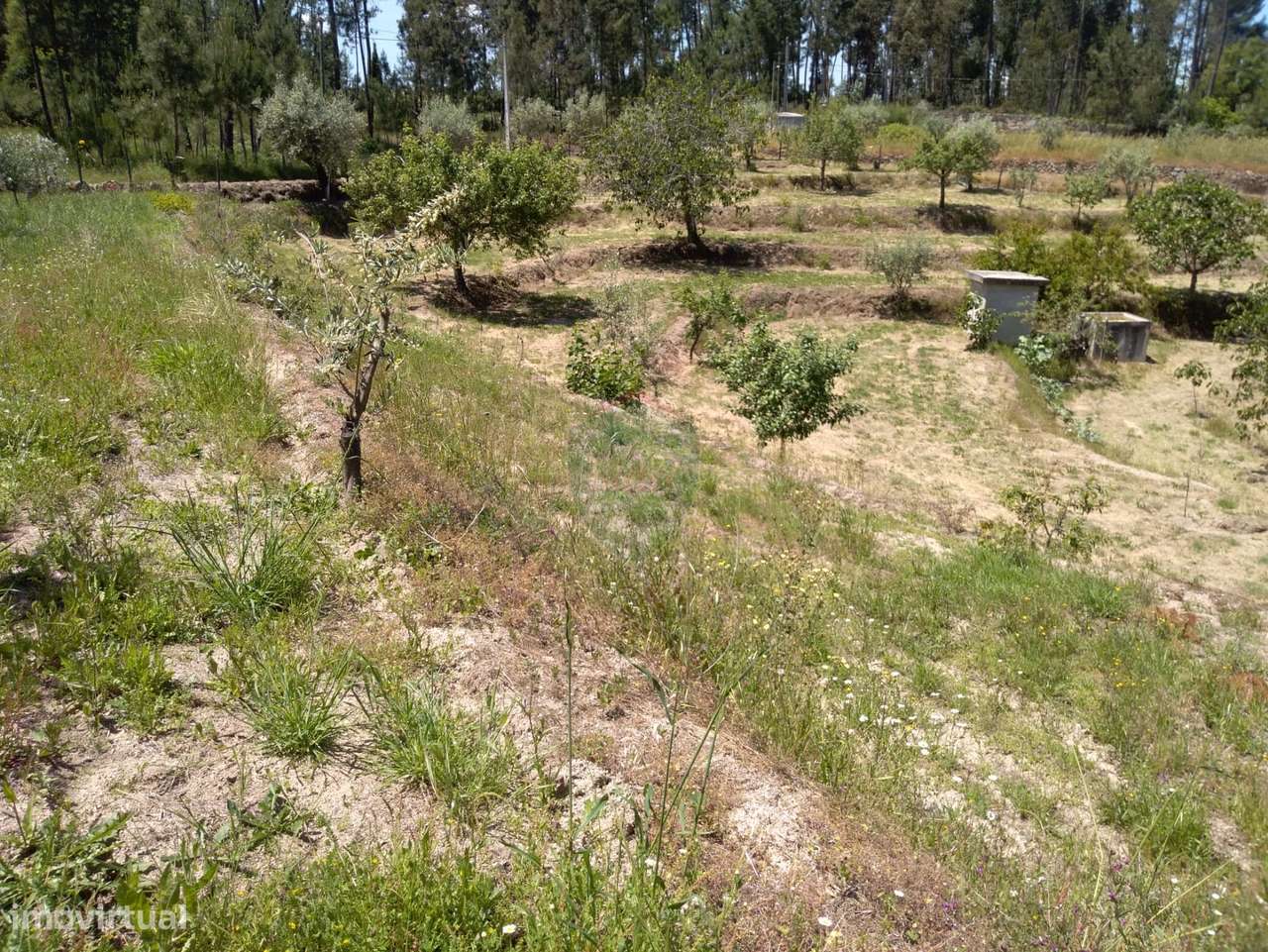 Terreno  Venda em Silgueiros,Viseu - Grande imagem: 3/13