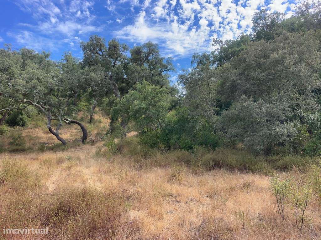 HERDADE COM 100 HECTARES E BASTANTE ARBORIZAÇÃO-10