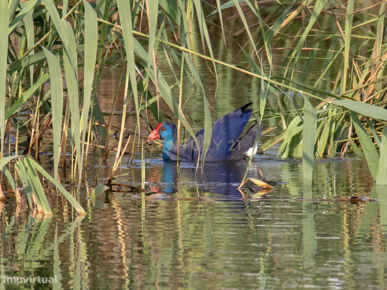 MORADIA T4 ISOLADA COM PISCINA – LAGOA DE ALBUFEIRA - Grande imagem: 4/13