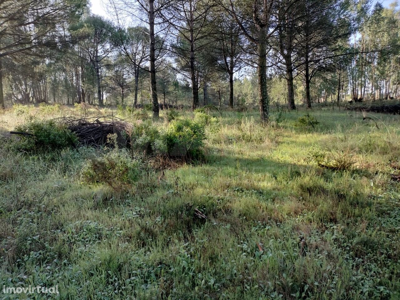 Terreno em Santo Isidro Pegões