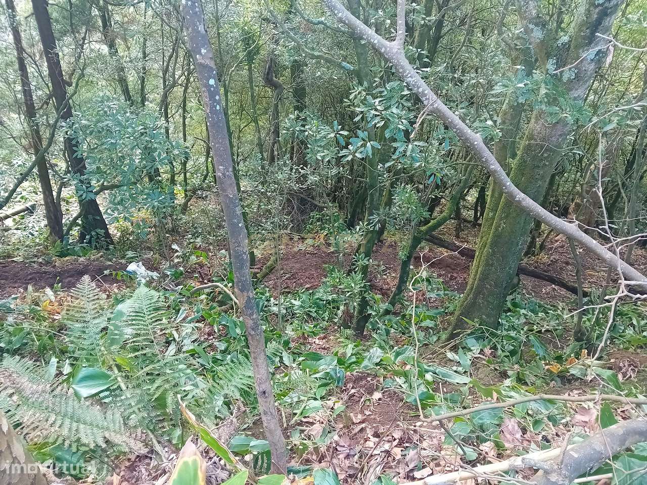 Terreno Rústico de 2860m² nos Fenais da Ajuda – Oportunidade de Invest - Grande imagem: 5/9