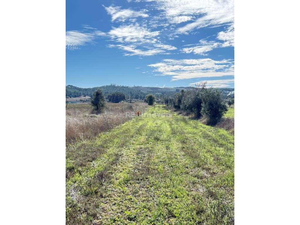 Terreno Rústico c/ água, em Alvega, Abrantes - Grande imagem: 5/7