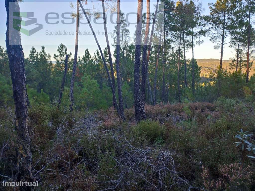 Terrenos de aptidão florestal - Grande imagem: 3/8