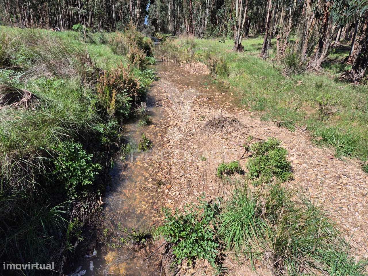 Terreno rústico no Alentejo – natureza, tranquilidade e potencial d... - Grande imagem: 5/12