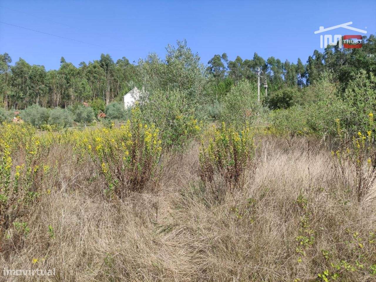 Terreno de semeadura, com oliveiras. - Grande imagem: 2/3