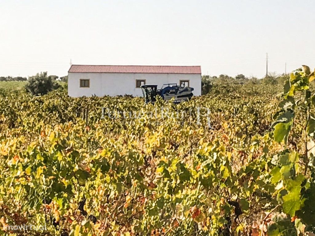 Quinta com 7,8ha com vinha e maquinaria