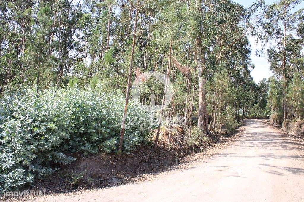 Bouça com 40 000 m2, em Barcelos - Grande imagem: 4/25