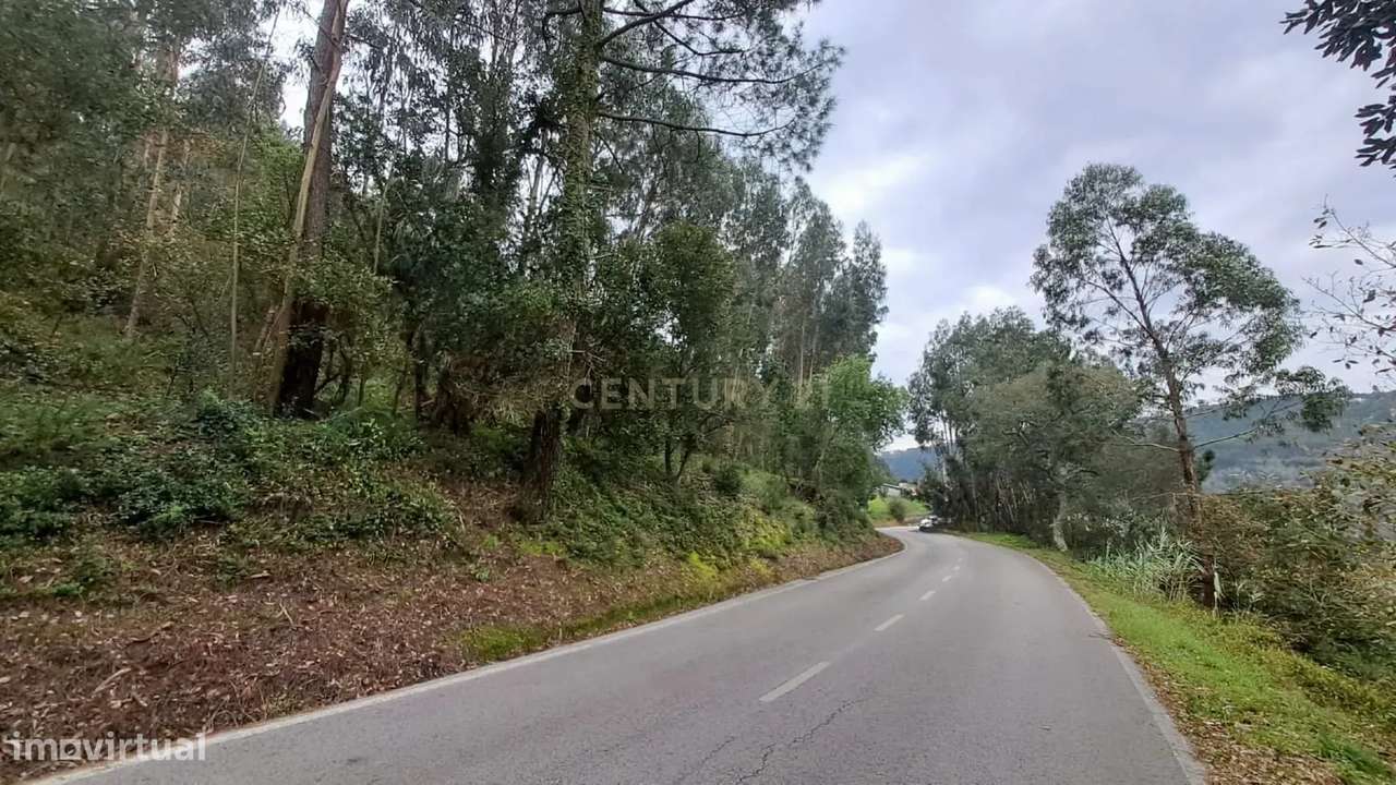 Terreno com Eucaliptos à Venda – Natureza e Tranquilidade em Mafra - Grande imagem: 5/8