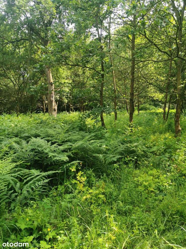 Działki budowlane Głowno – Zabrzeźnia - Pełny obrazek: 4/6