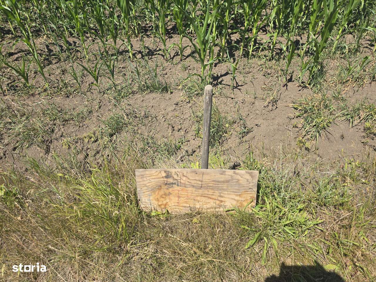 Teren 5.755 mp, poziție excelentă– Str. Lucian Blaga, Satu Mare-4