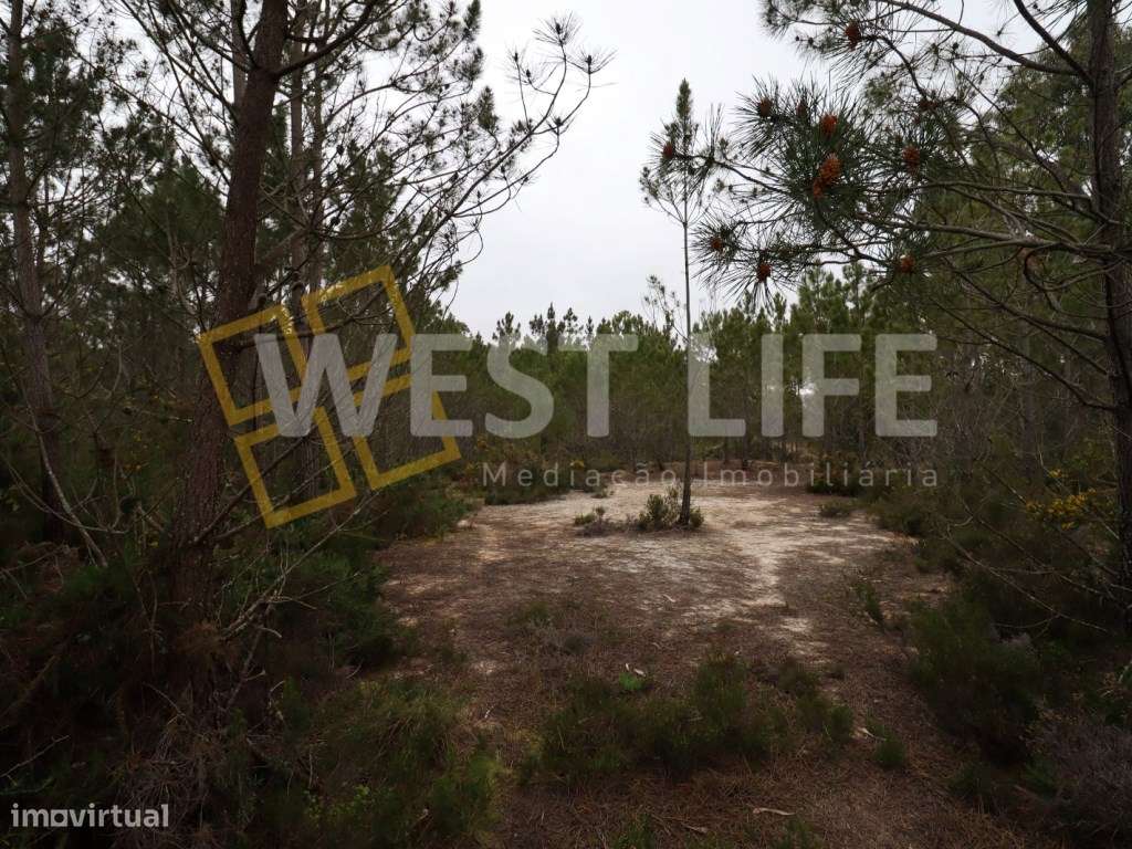 Terreno no Sobral de Abelheira - Terreno rústico / agrícola de 5025m2 - Grande imagem: 5/10