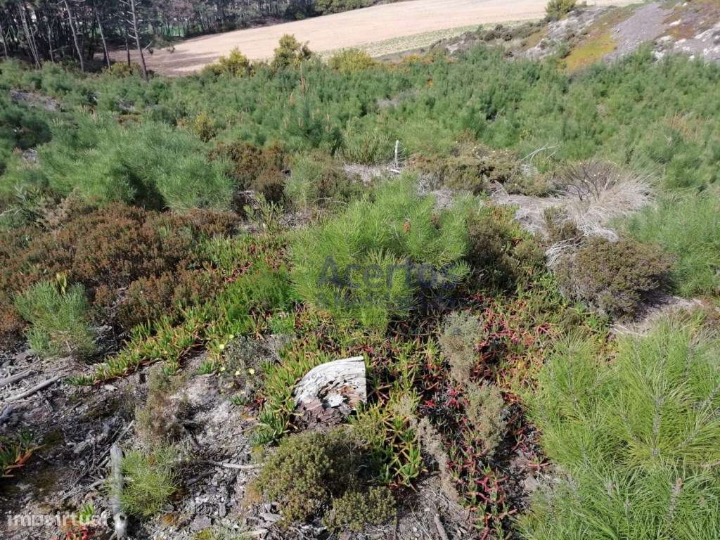TERRENO RÚSTICO | BÉLTICO - Grande imagem: 4/6
