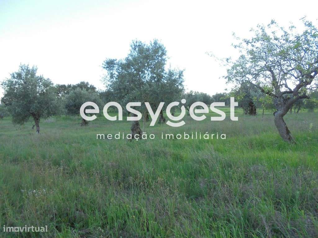 Terreno com oliveiras nas Curvaceiras - Grande imagem: 2/7