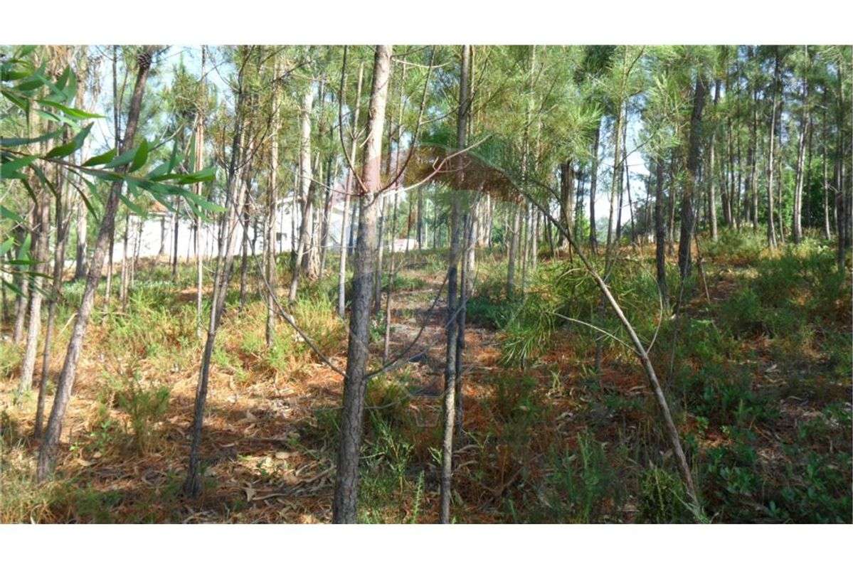 Terreno T0 para venda - Grande imagem: 5/7