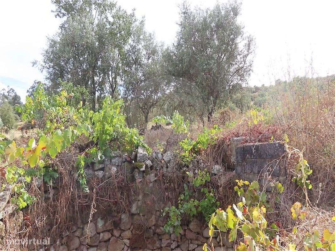 Quinta  para venda-18