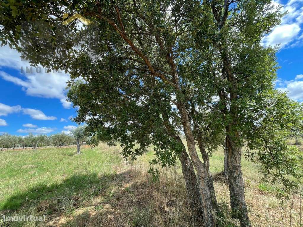 Terreno com oliveiras e sobreiros no Ninho do Açor! - Grande imagem: 3/10