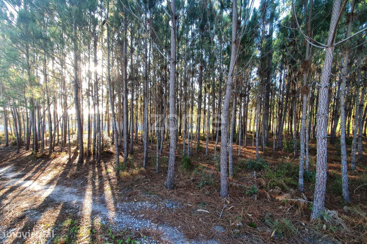 Terreno Rustico - Grande imagem: 4/15