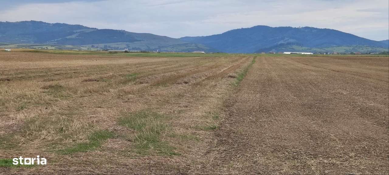 Carpinis, 10000mp-arabil, 25000Euro - Imagine principală: 2/5