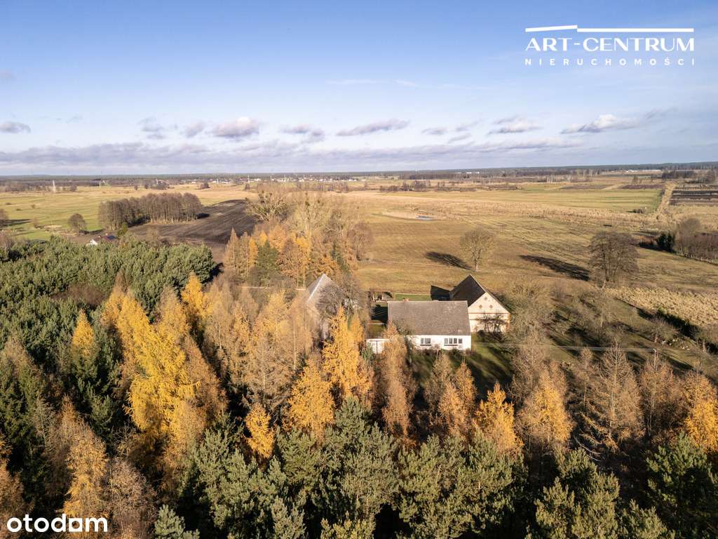 Siedlisko 11 ha w lesie - blisko Bydgoszczy - Pełny obrazek: 5/14