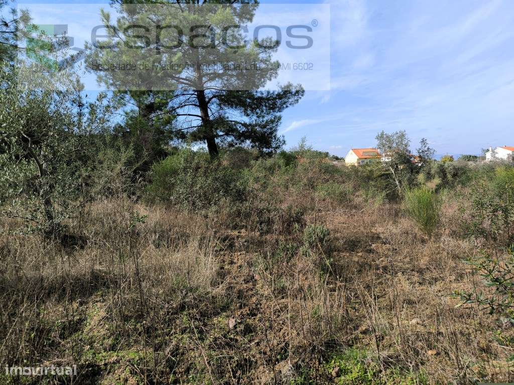 Terreno com olival e sobreiros - Salgueiro do Campo - Grande imagem: 5/7