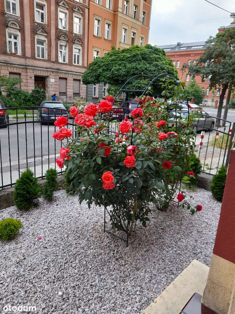 REZERWACJA ---ul. Matejki | Tarninów | wysoki Parter - Pełny obrazek: 3/19