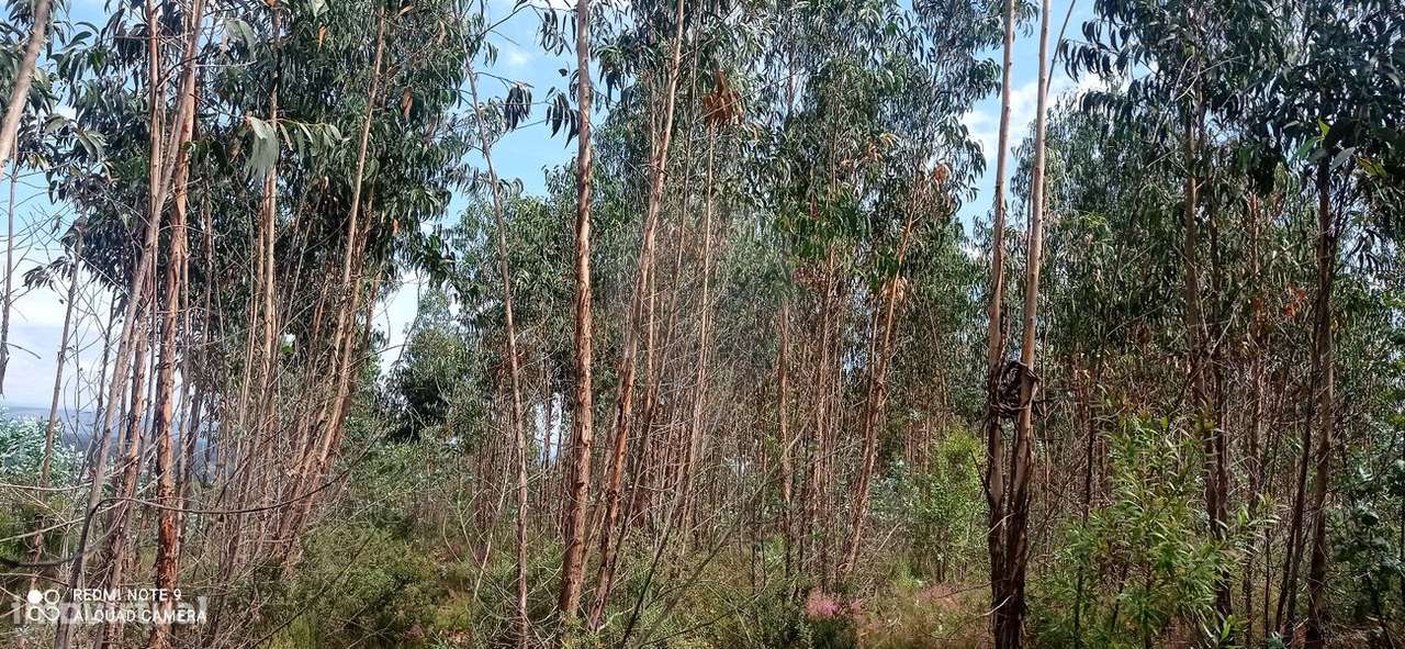 Terreno  para venda - Grande imagem: 3/6