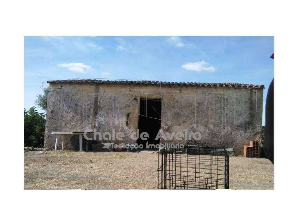 Herdade em Portalegre Com 200 Oliveiras (Nisa)-8