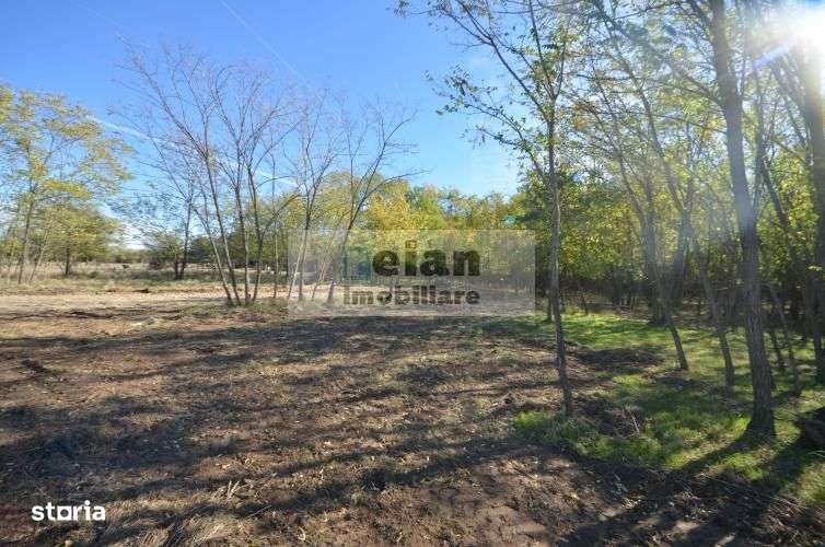 Snagov Ciofliceni Mânastire- Teren 1432 mp, d 60 m, curent gaze asfalt-4