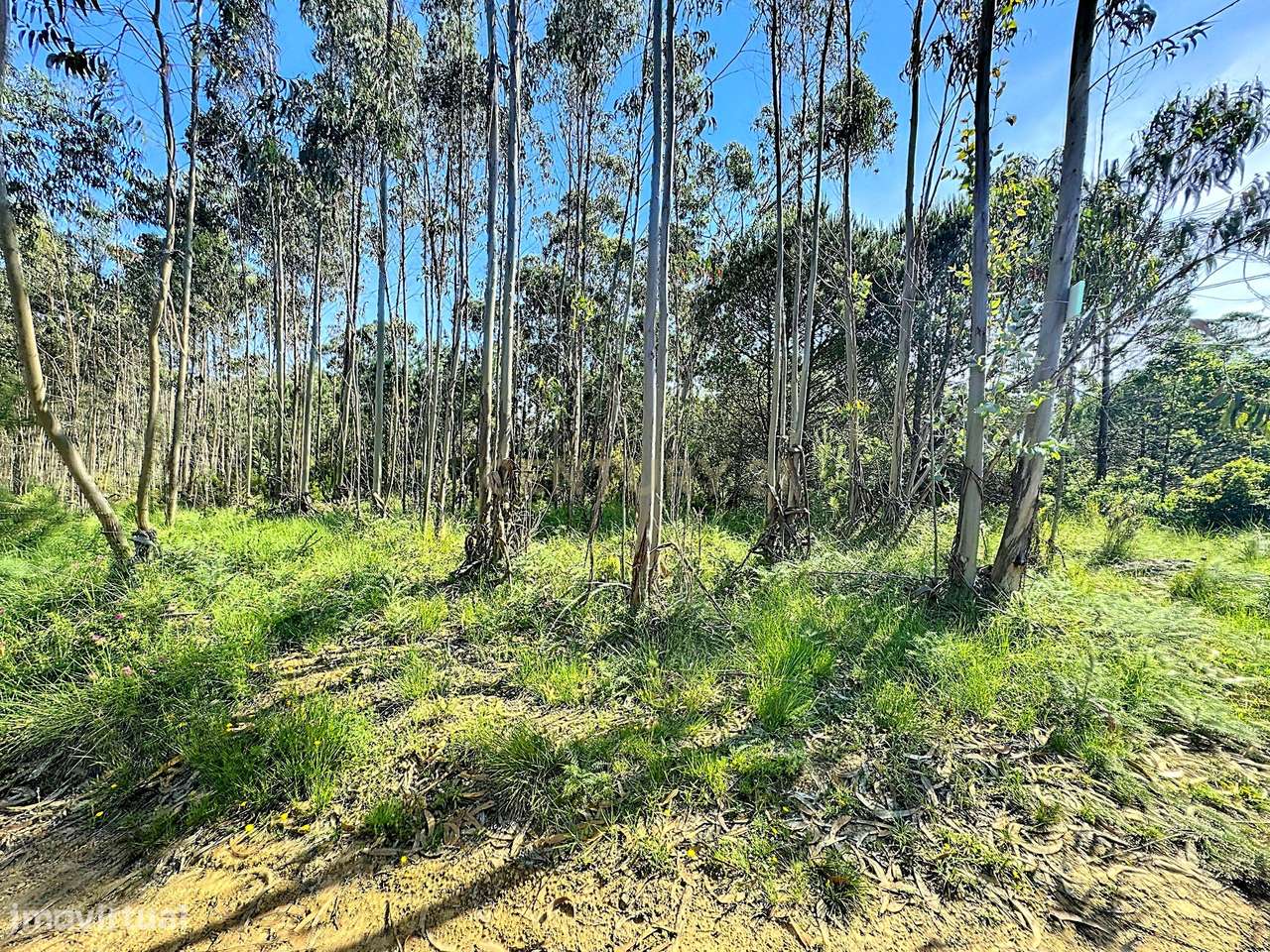 Terreno Rustico com Árvores! - Grande imagem: 2/5