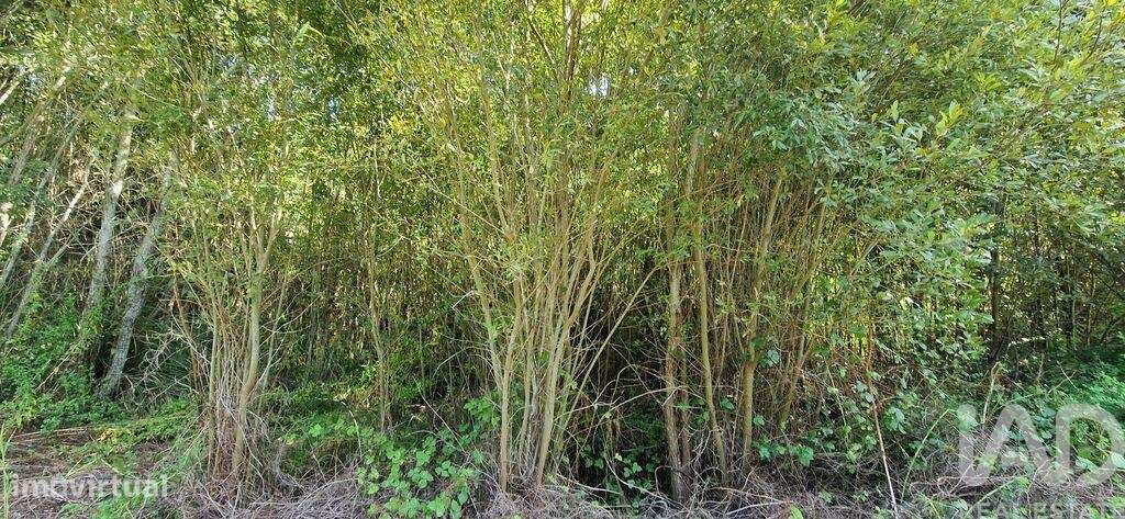 Terreno em Carvoeira de 2187,00 m2 - Grande imagem: 4/19
