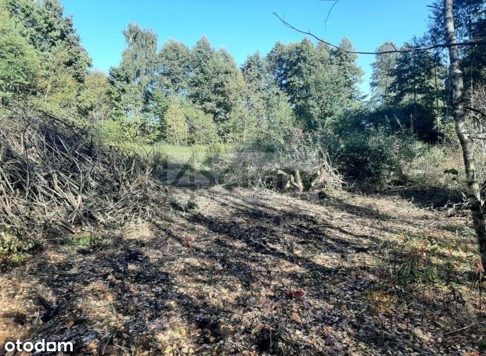 Kształtna Działka W Otulinie Leśnej, Blisko Stacja - Pełny obrazek: 4/4