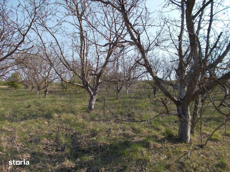 Teren Extravilan Turnu Magurele DN52 - 3200mp - Imagine principală: 5/8