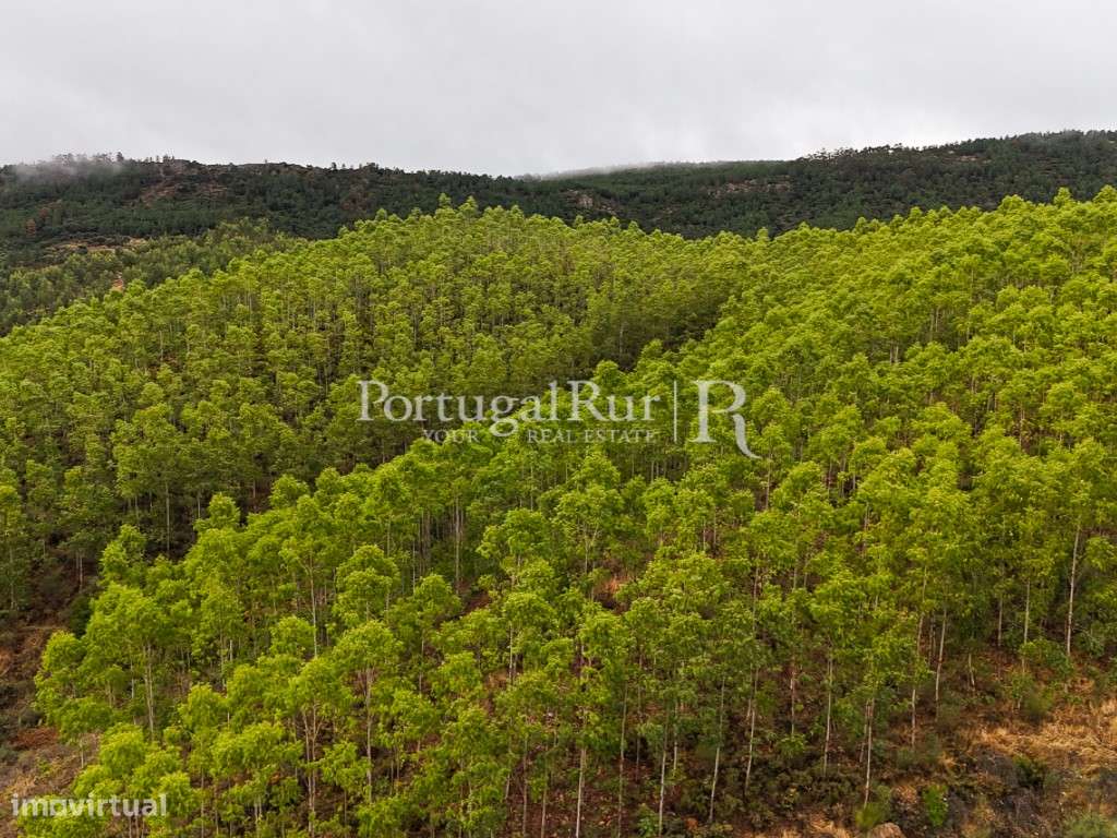 Herdade de 44 ha com eucaliptos, pinhal e terreno para plantação - Grande imagem: 4/36