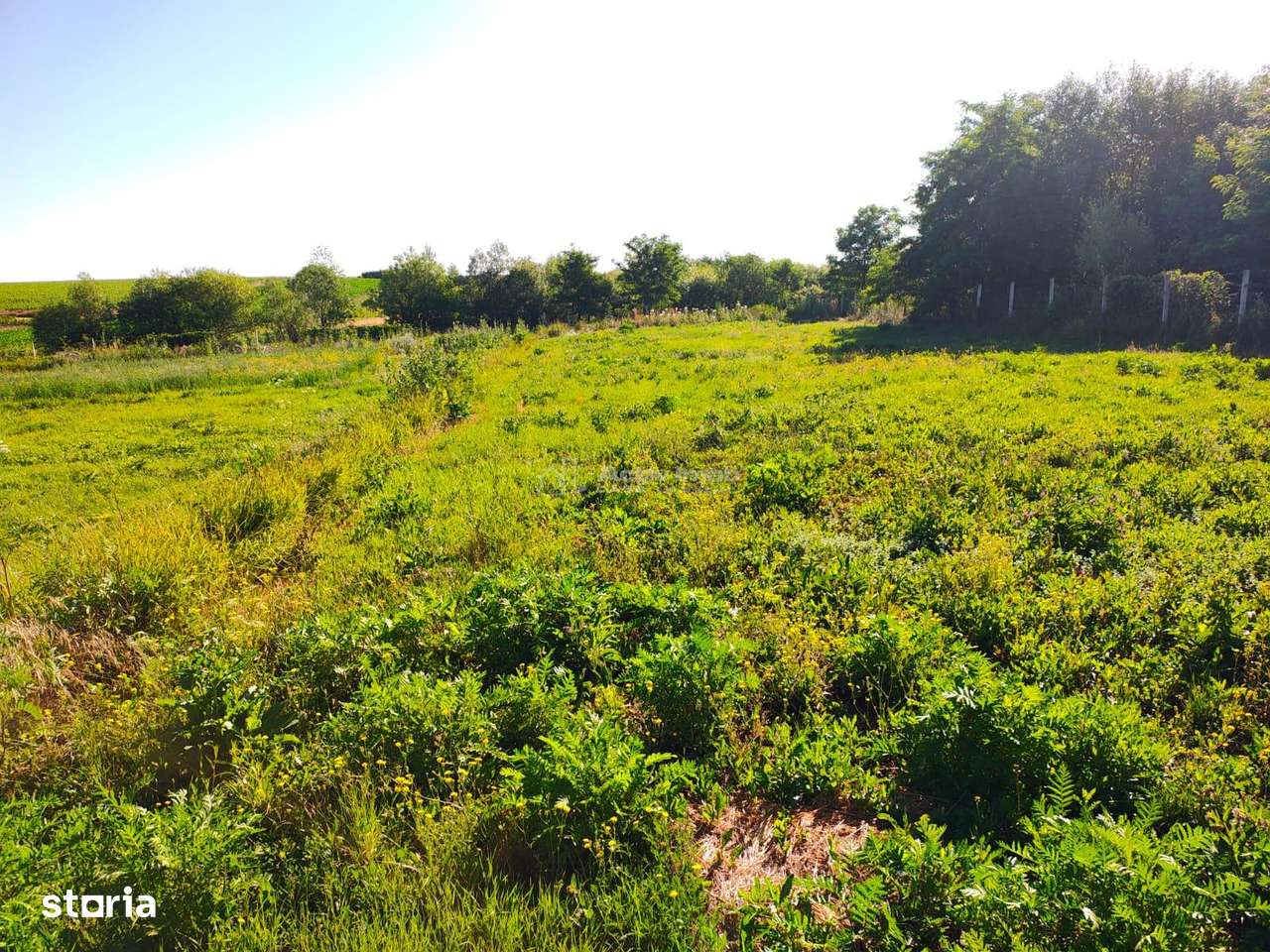 Teren 18.247 mp cu balta de pescuit – Misca, Comuna Chislaz, Bihor-9