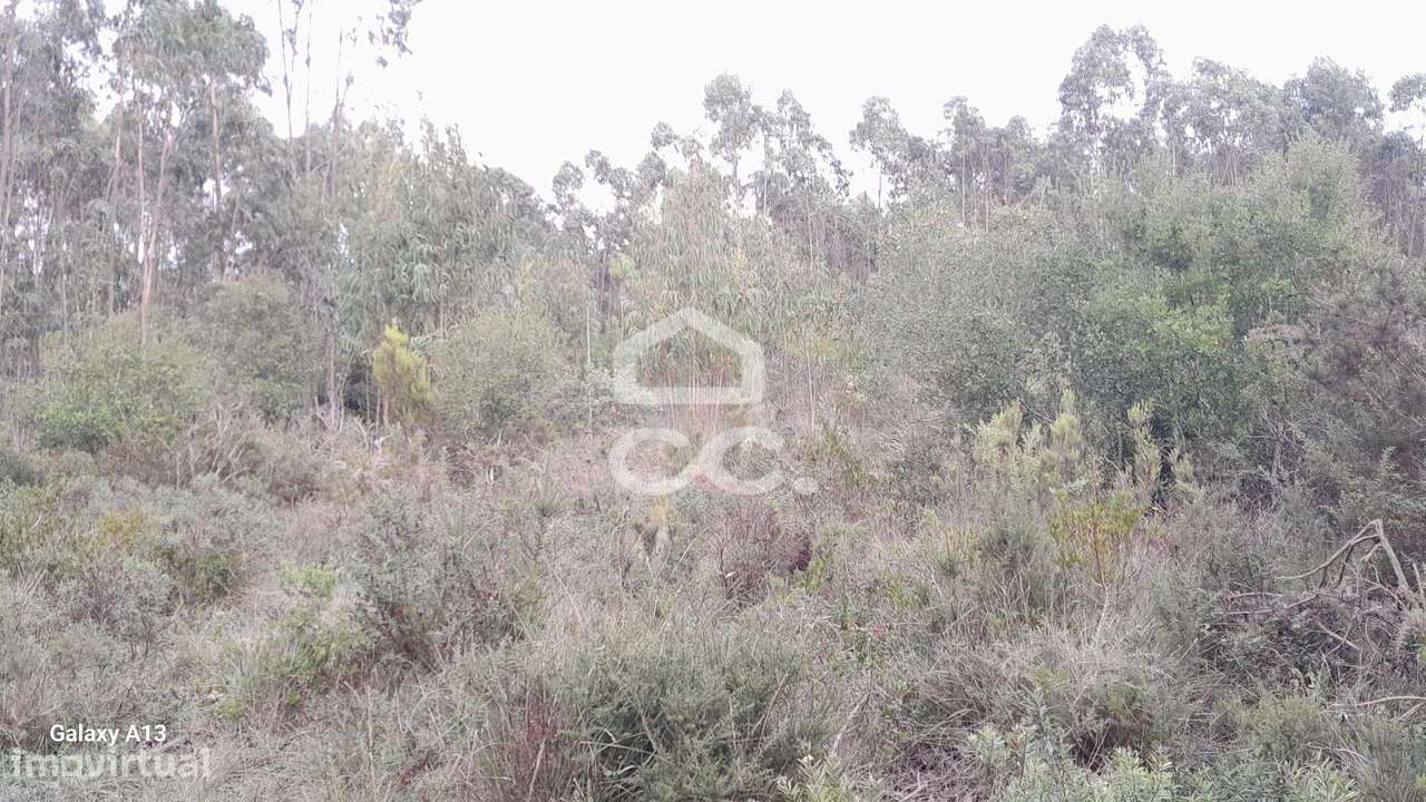 Oportunidade Imperdível: Terreno com Eucaliptos em Cesaredas! - Grande imagem: 5/11